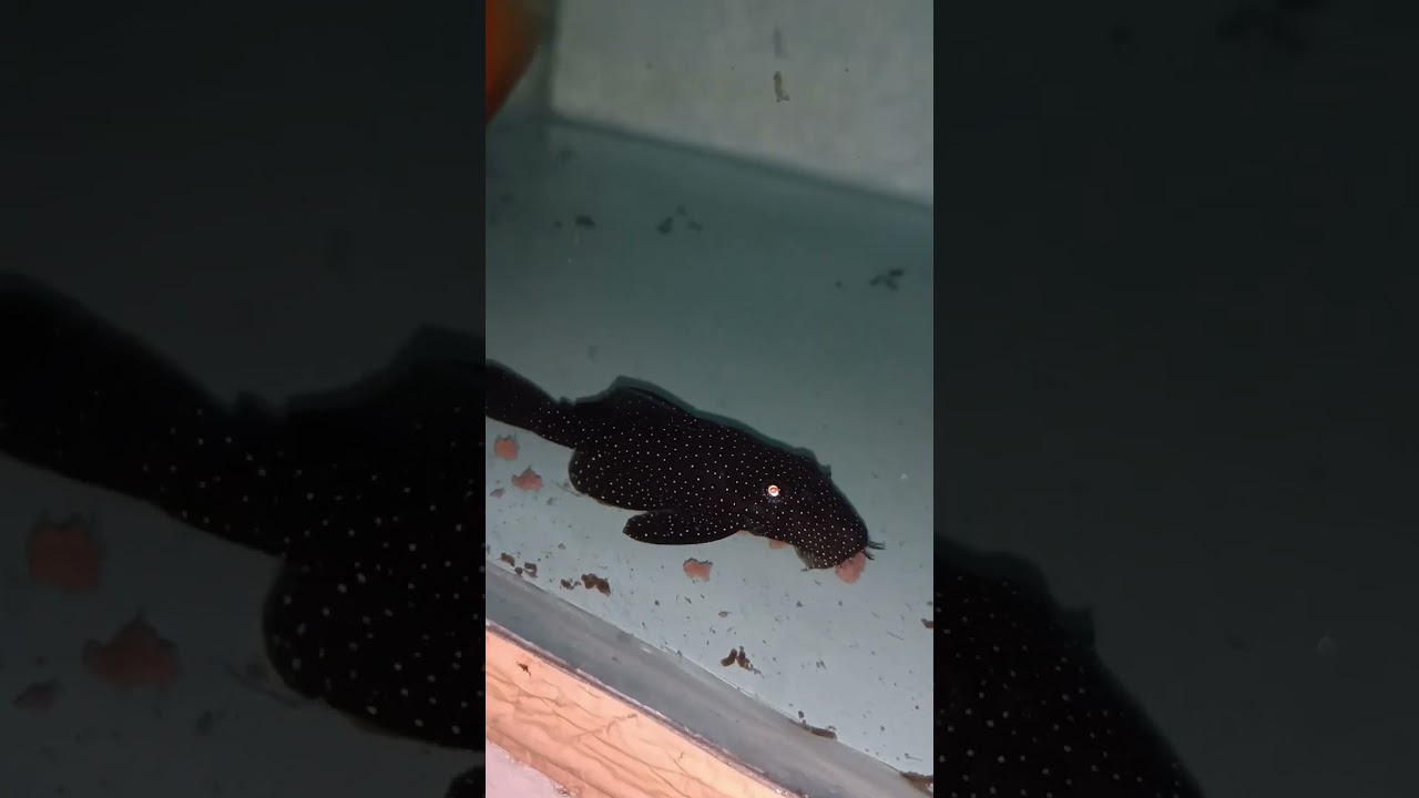 Male or female?? L183 pleco 