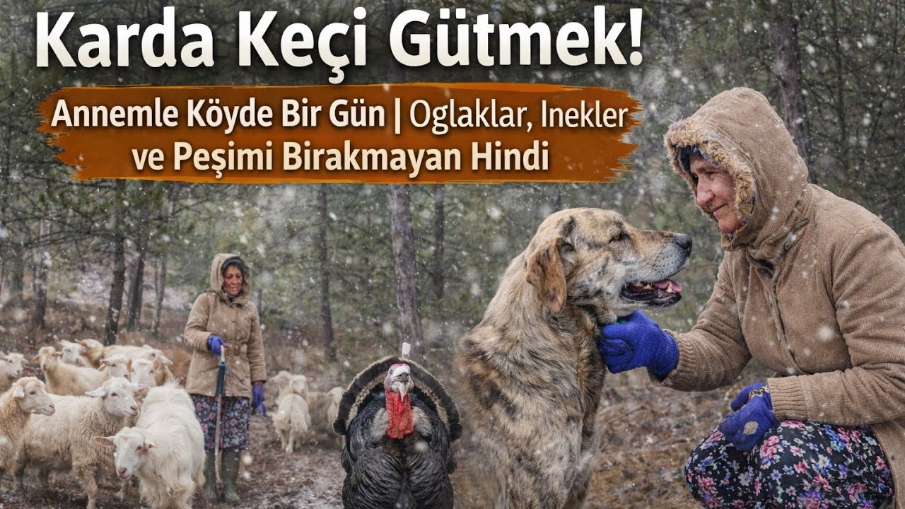 Karda Keçi Gütmek! Annemle Köyde Bir Gün | Oğlaklar, İnekler ve Peşimi Bırakmayan Hindi #kökvetoprak