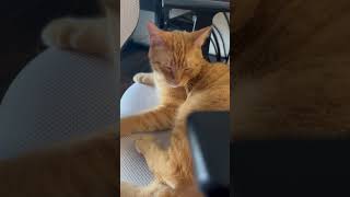 I love classical music #cat #music #orchestra