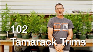 102 Tamarack Trims Daves Bonsai E234