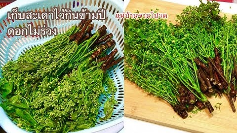 วิธีเก็บสะเดาไว้กินข้ามปีดอกไม่ร่วง ทำวิธีนี้เลย ช่วงที่ไม่ใช่หน้าสะเดาออกเราก็มีสะเดากิน