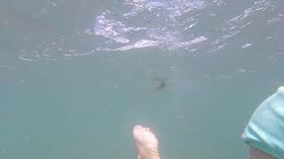 20170721   PANACA SPRING SWIM OVER 8