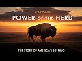 Buffalo — Power of the Herd | America's Most Powerful Animal Returns@Wildpulse-z3l