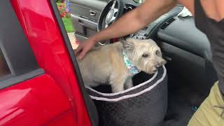 Dog Car Seat for Small/Medium Dogs,Memory Foam Booster Pet Car Seat Suitable for Under 35lbs screenshot 3