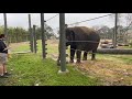 February 10 - Elephant Herd is Growing by Two