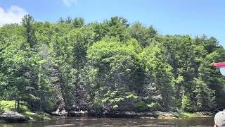 Bald Eagle on Kennebec River, Maine June 29, 2023