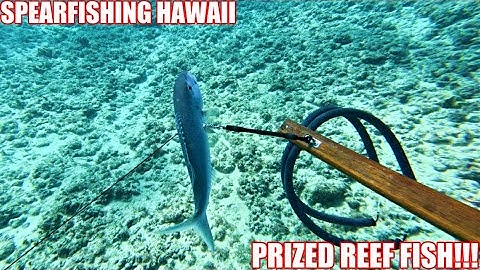 SPEARFISHING HAWAII