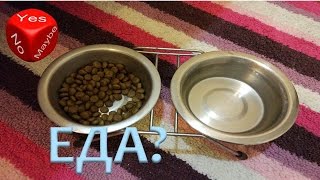 Распаковка: Миски для животных с aliexpress.com Распаковка: Миски для животных с aliexpress.com