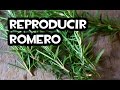 Como reproducir Romero por Esqueje 💧 (Usando Agua)
