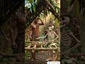 "How Jungle People Survive? 🌿🔥 | Real Survival Life"