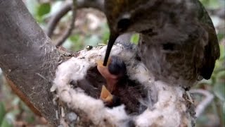 Amazing! Hummingbird Feeding Babies CLOSE UP