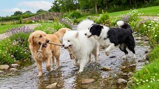 12 Hours of Dog Separation Anxiety Music 🐕 Dog TV for Dogs 🎵 Calm Support for Nervous Pets