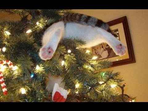 Cats In Christmas Trees