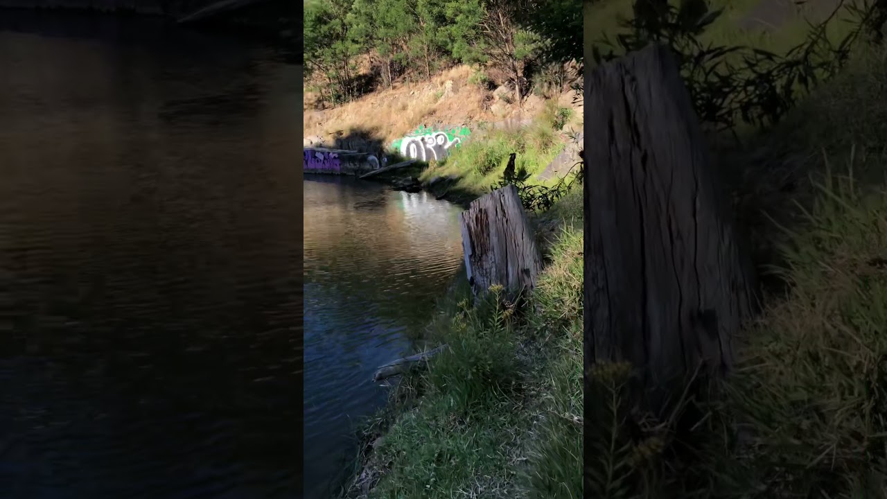 Best Place To Go with Dogs in Cape Town - South Africa