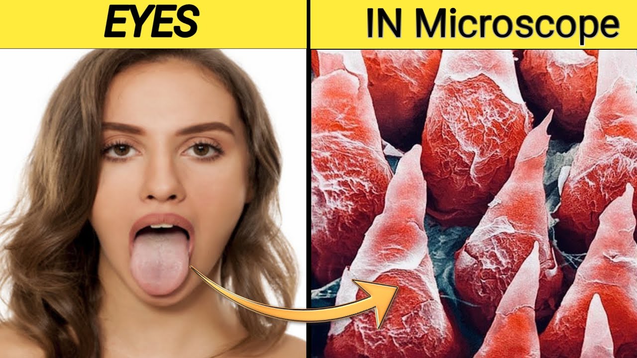8 MICROSCOPIC IMAGES THAT WILL BLOW YOUR MIND | THINGS IN MICROSCOPE ...