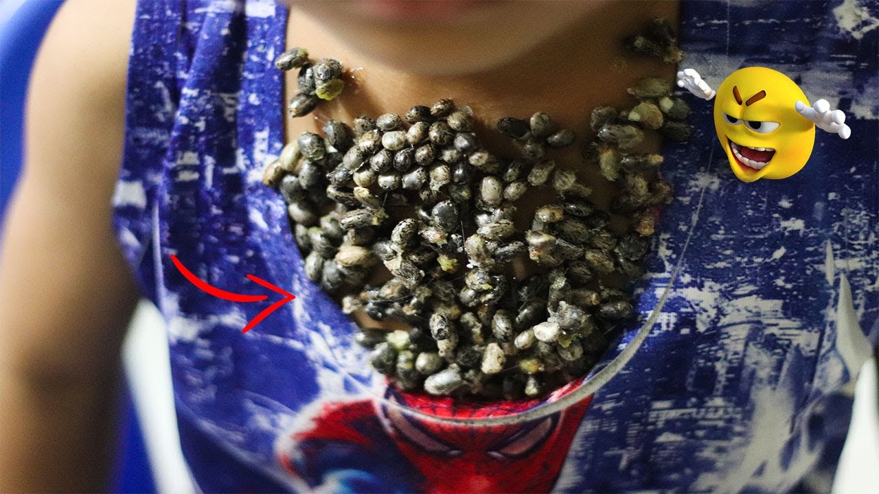 Remove ticks with green seeds227 YouTube