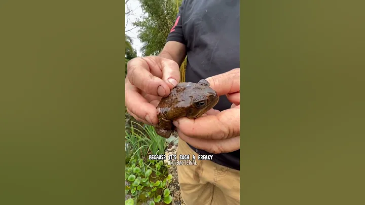 Invasive Cane Toads in South Florida 😳#canetoad #toad #invasivespecies #toadsofyoutube - DayDayNews