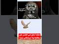 أسلحة ليلية صامتة وعجائب فريدة في خلق البومة الصحراوية طير يسهر ليكافح آفات المزارع والحياة البرية 