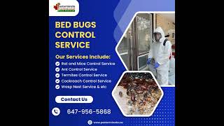 Bed bugs control service in Danforth, Toronto