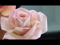 Роза из мастики/Sugar Rose Flower Tutorial
