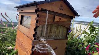 How much honey in a Flow Hive?