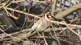 European goldfinch | Carduelis carduelis screenshot 5