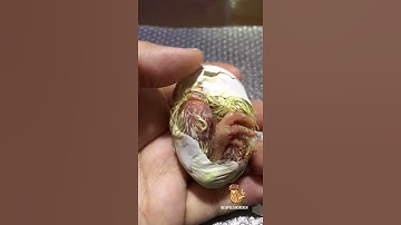 Shrink Wrapped Chick