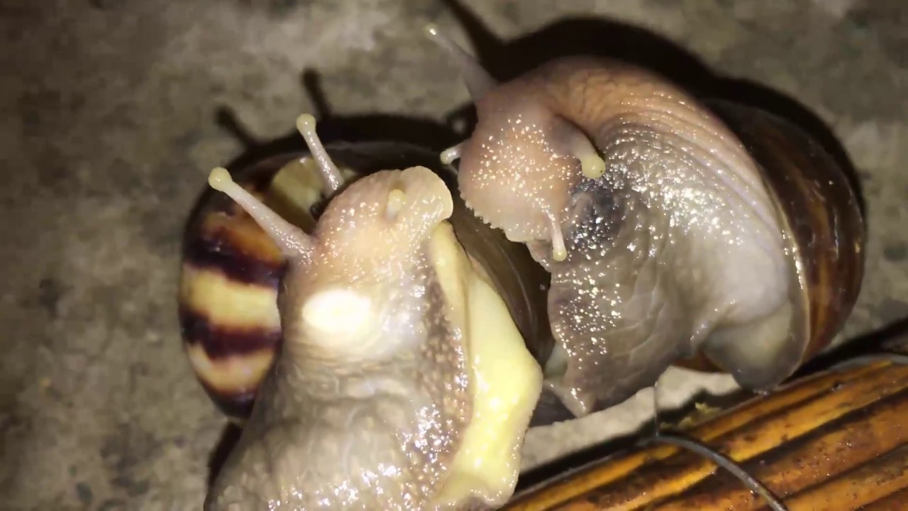 The Love Life of a Snai - Love darts in snails