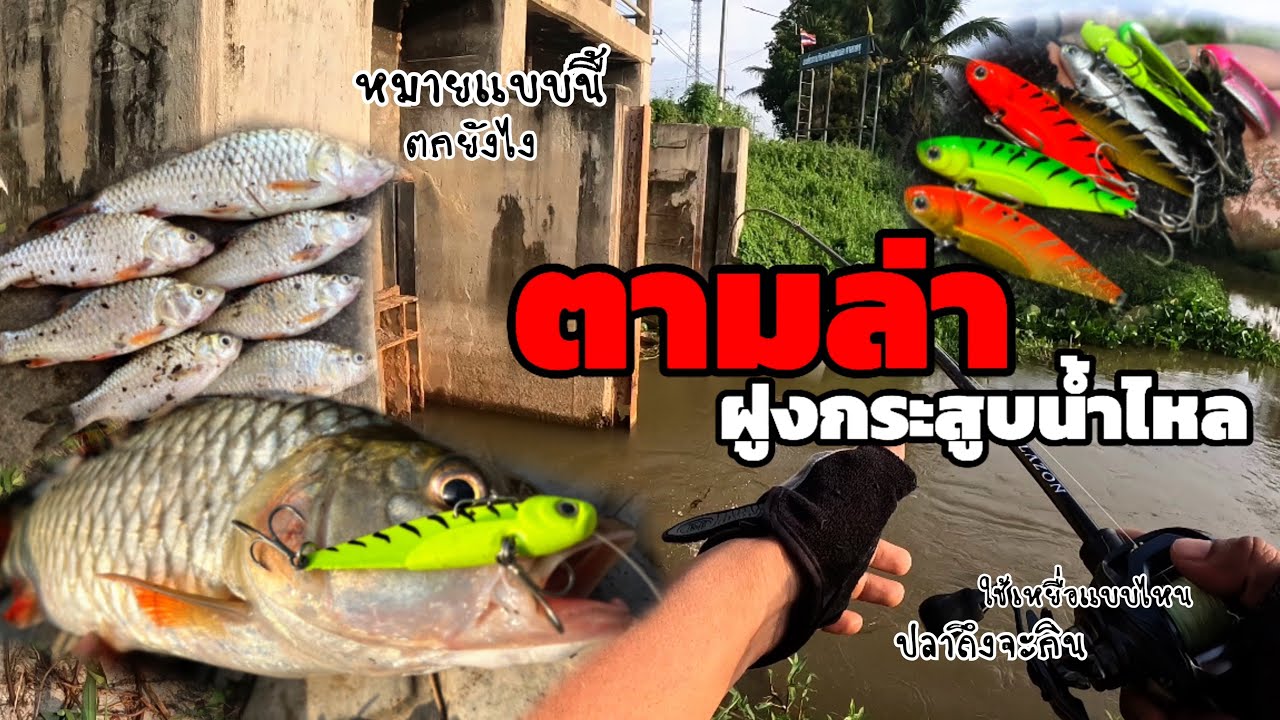 เทคนิคตกปลากระสูบหน้าท่อให้ได้ตัว ด้วยกระดี่เหล็ก ST