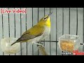 Pleci Bustomi Betina Memanggil Jantan Mp3 - Mp4 Download