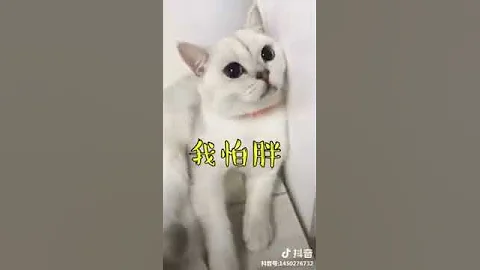 Video 8782391: meowing cats fighting, cartoon meow cat sound, fight sounds cat funny