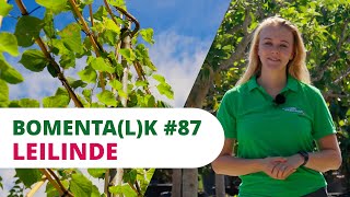 Bomentalk Leilinde