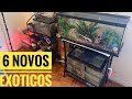 Comprei 6 novos ANIMAIS EXÓTICOS