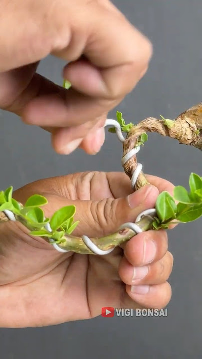 Download lagu Shaping Tree Character, Creating Beauty