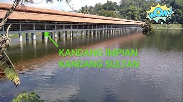 MODEL KANDANG DENGAN SIRKULASI UDARA YANG BAIK || Kandang ayam petelur di atas kolam || JL-2