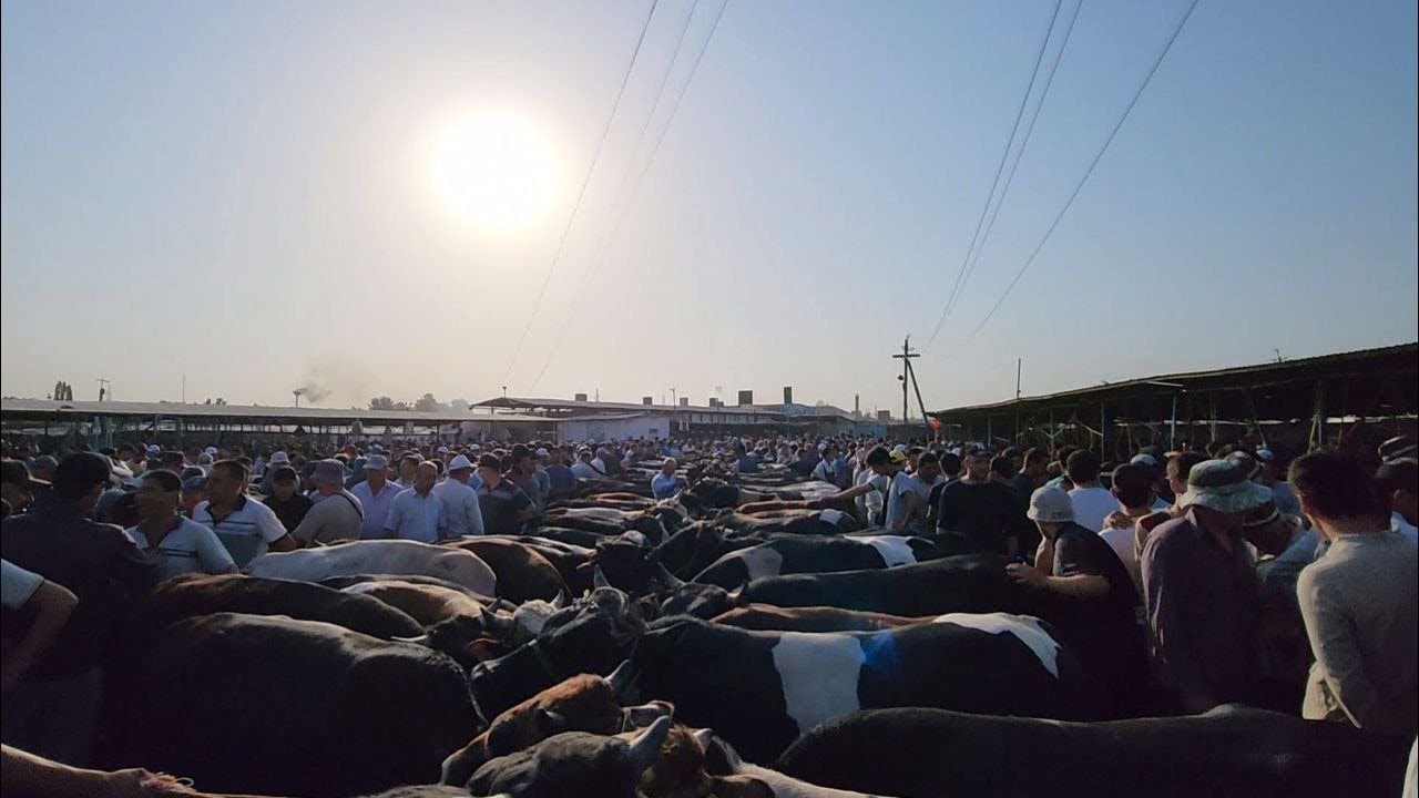 МОЛБОЗОР МИРЗО в прямом эфире!