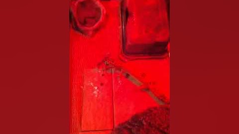 Leopard gecko vs grasshopper