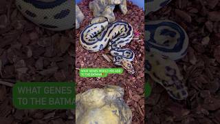What GENES would you add to the BATMAN Ball Python!?