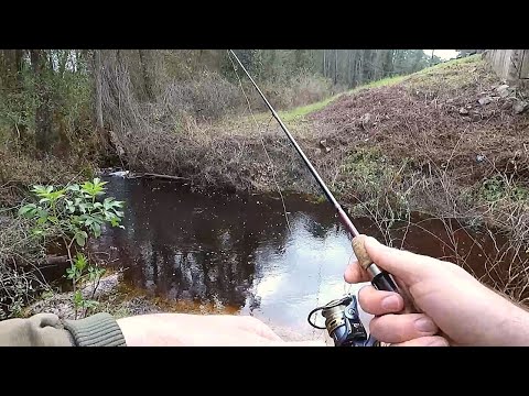 Micro Fishing in south Georgia Creeks (New Species)