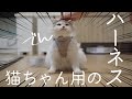 【猫用ハーネス】こるんに猫ちゃん用のハーネスを購入しました。【猫Vlog】 #ぽぽねこ