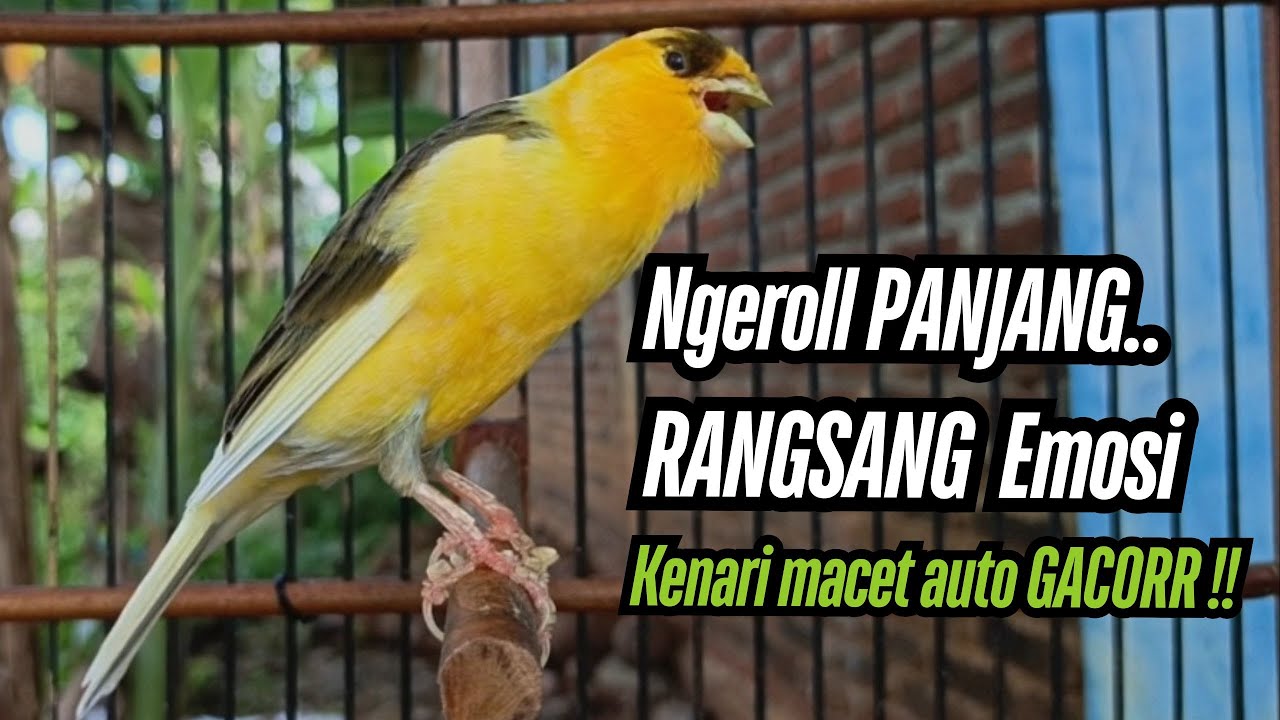 Pancingan Kenari GACOR PANJANG masteran Kenari Paud AGAR gacor AMPUH Kenari MACET Langsung NYAUT !!