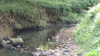 ASMR 4K Relax as you watch the dragonfly's hover over the flowing stream