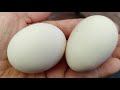 Бентамка /вес яйца