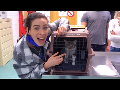Video: Adoptiere-eine-Katze