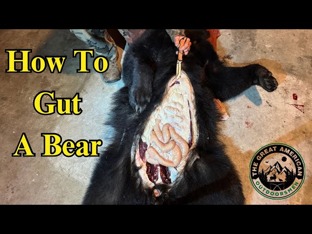 field dressing a black bear How To Gut | Dress A Bear she and sky Adrianna Papell Studio Women's Color:As Picture:Black/Eden Green