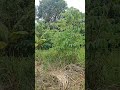 lengkuas yang sudah tertanam#part2