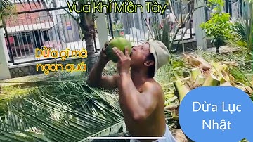 Vua Khỉ Miền Tây uống nước Dừa khen ngon và bật nhiều gốc Dừa Lục Nhật tại Long Xuyên