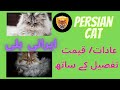 Persian Fancy Baby Cat / Long Hair Doll Face White Kitten. [2021] の動画、YouTube動画。