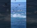 This is what I imagine heaven looks like #fishing #tuna #bluefintuna #yellowfintuna