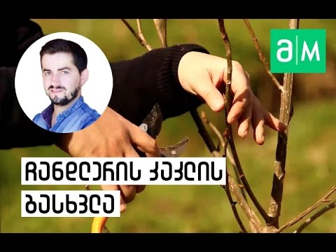 ჩანდლერის კაკლის გასხვლა